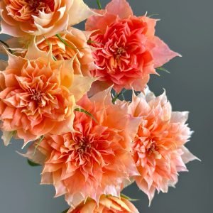 Lanterne Citrouille Rose care