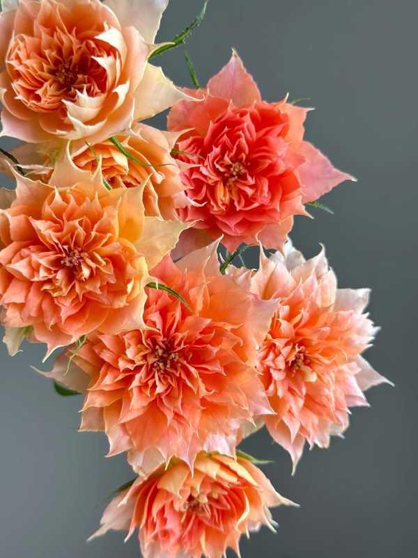 Lanterne Citrouille Rose care