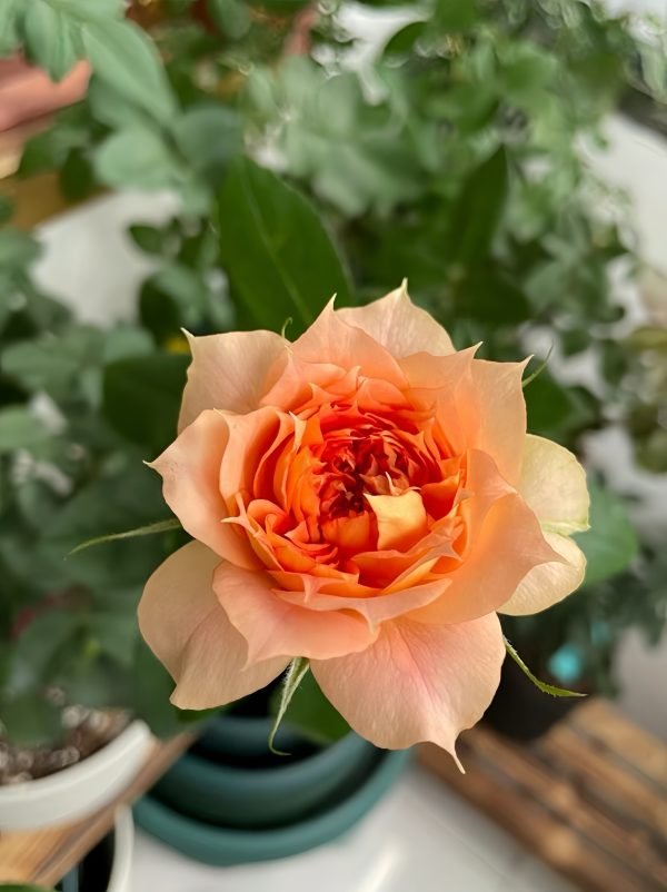 Lanterne Citrouille Rose features
