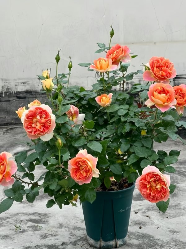 French Delbard Lanterne Citrouille Rose for sale
