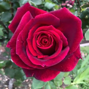 Mister Lincoln Rose your roses