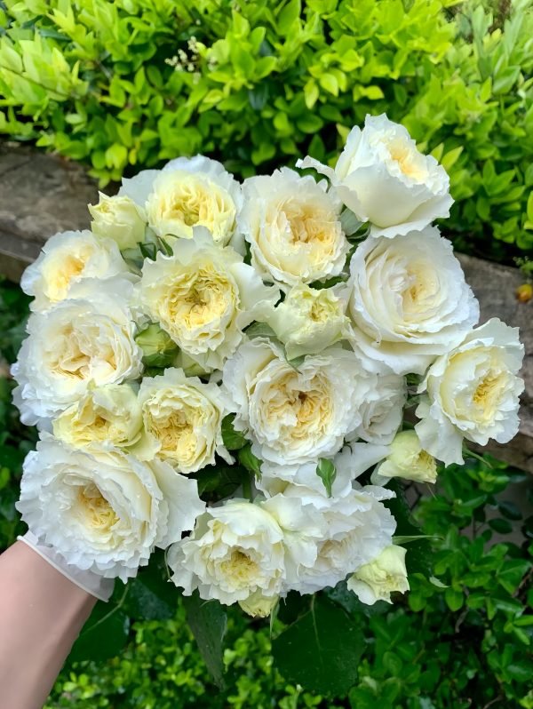 Patience Rose-Your Roses