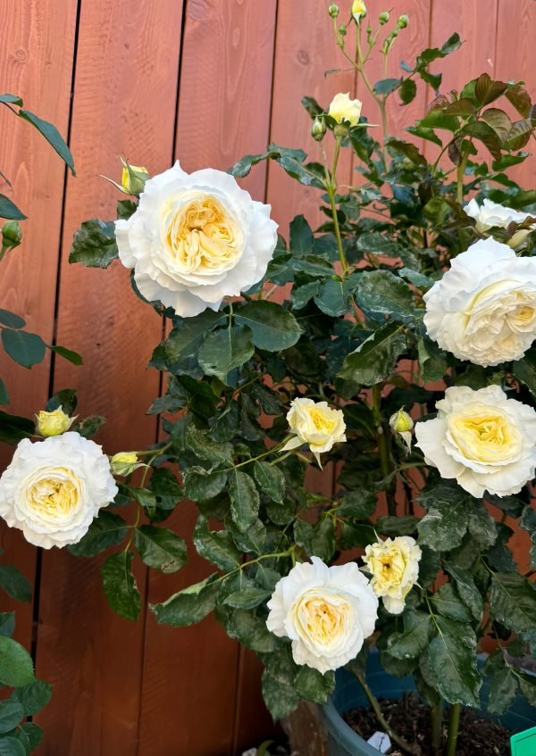 Patience Rose-Your Roses