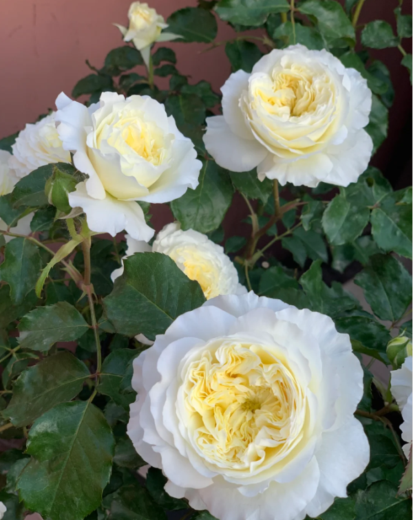 Patience Rose-Your Roses