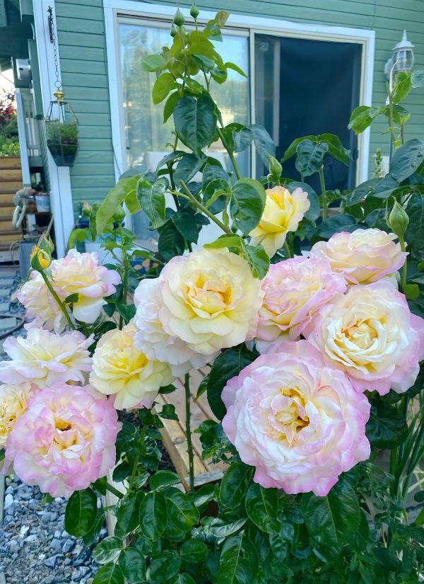 Peace Rose3-Your Roses