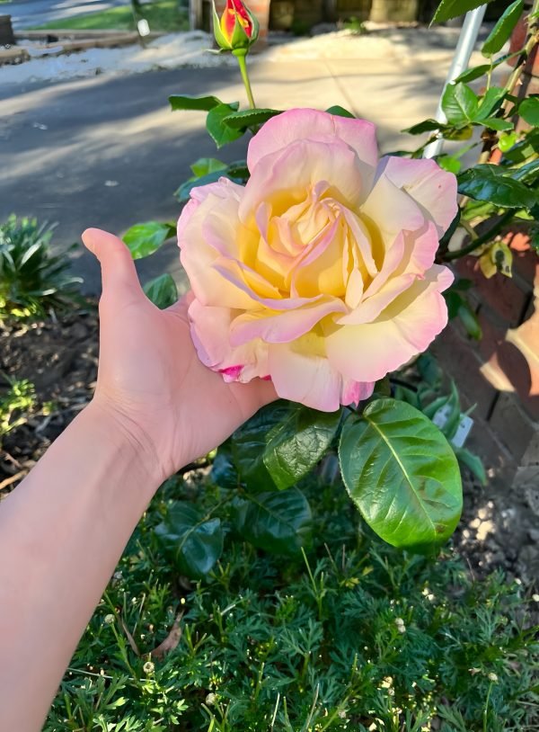 Peace Rose3-Your Roses