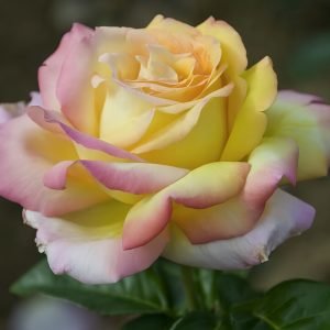 Peace Rose3-Your Roses
