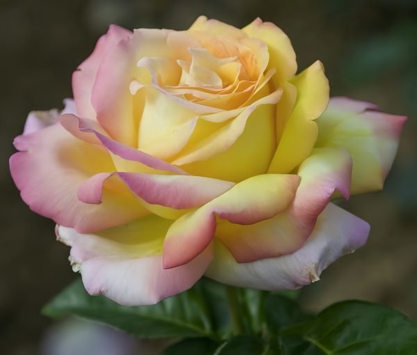 Peace Rose3-Your Roses
