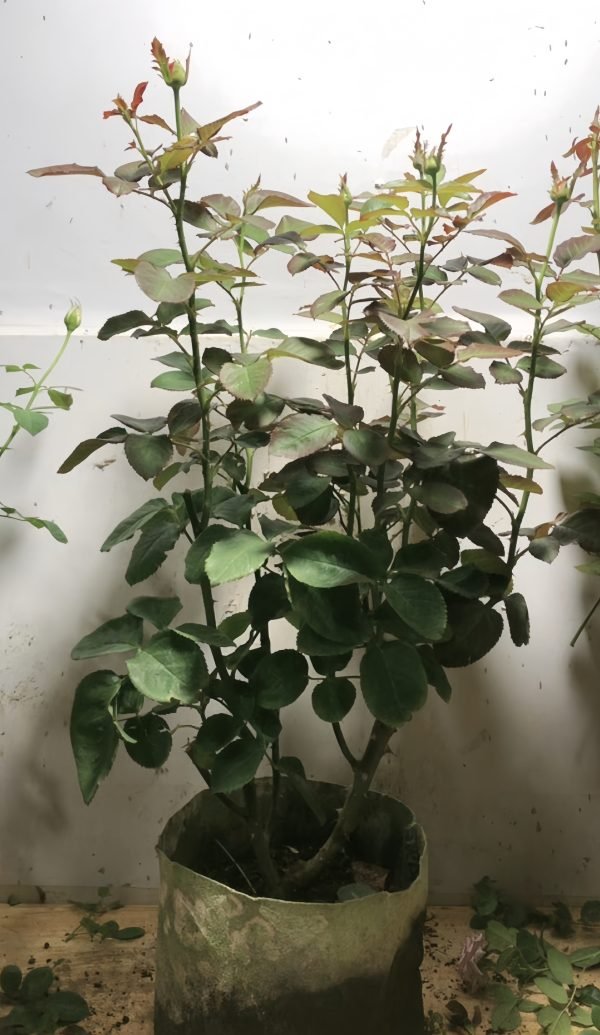 Peace Rose3-Your Roses