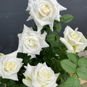 Pope John Paul II Rose丨Your roses