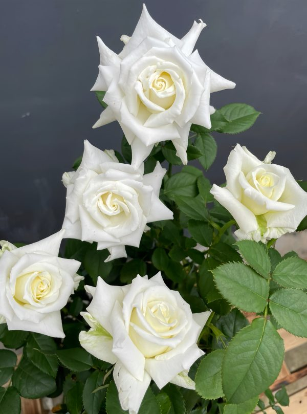 Pope John Paul II Rose丨Your roses