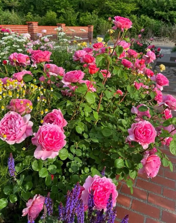 David Austin Princess Alexandra of Kent Rose
