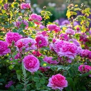 Princess Alexandra of Kent Rose care
