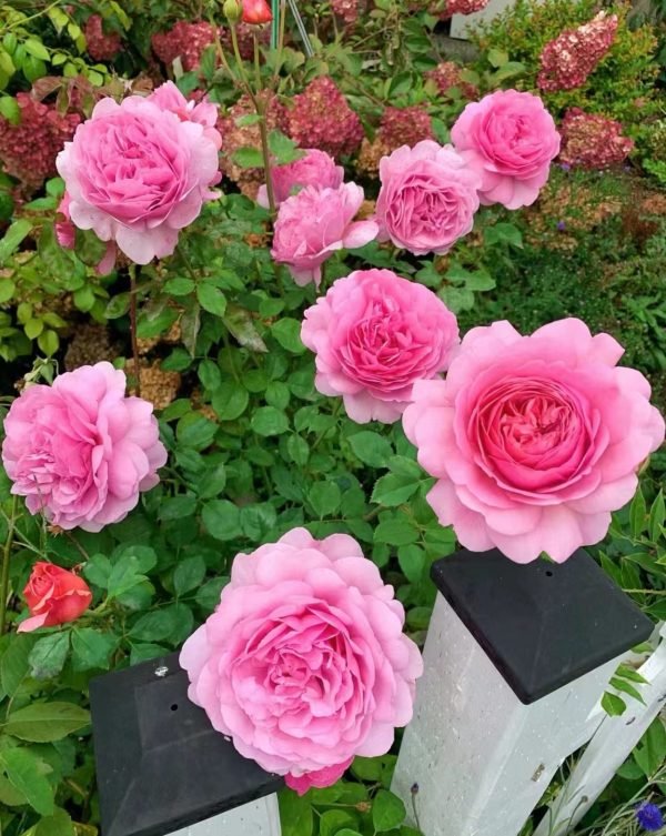 Princess Alexandra of Kent Rose features