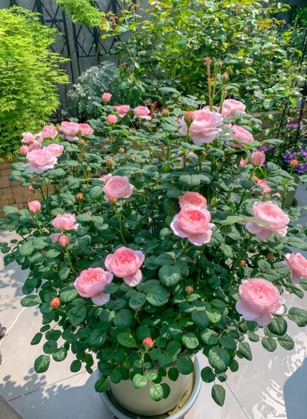 Queen of Sweden Rose vs other roses