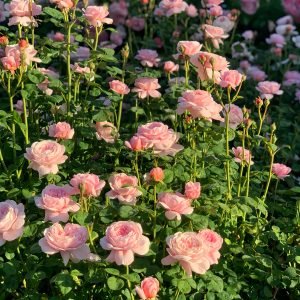 Fragrant Queen of Sweden Rose