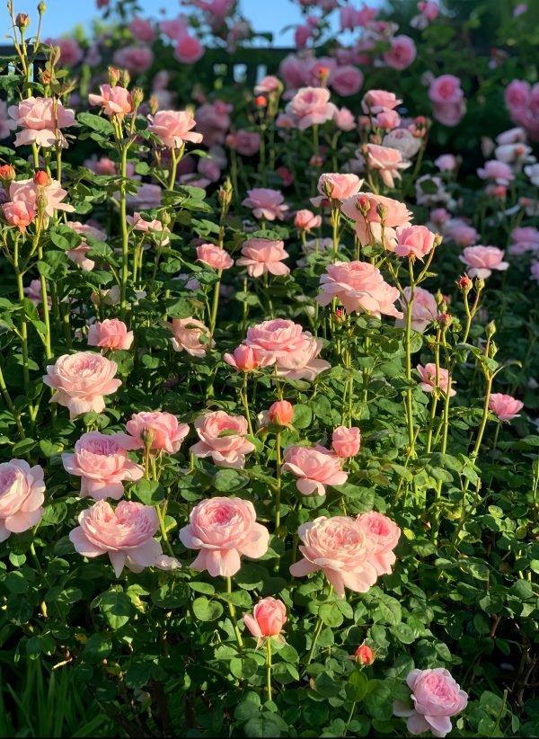 Fragrant Queen of Sweden Rose
