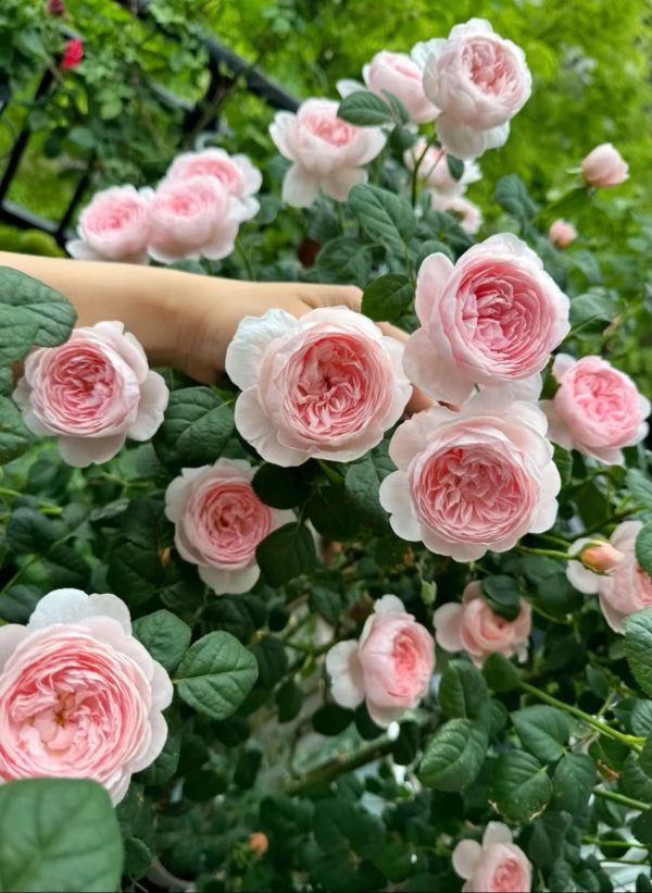 Queen of Sweden Rose varieties