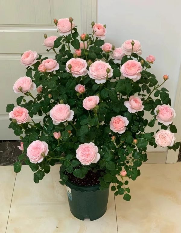 Queen of Sweden Rose care tips