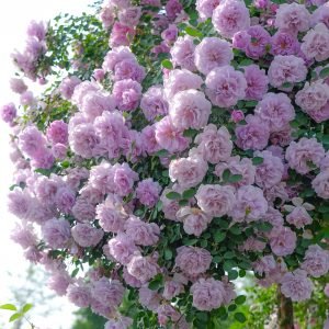 Rainy Blue Climbing Rose丨Your roses