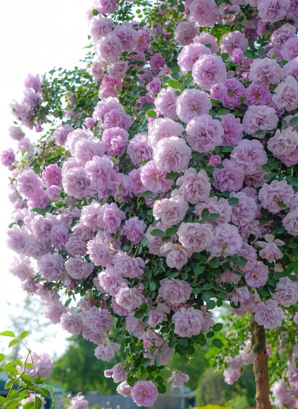 Rainy Blue Climbing Rose丨Your roses