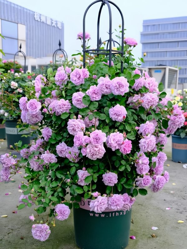 rainy blue rose for sale丨Your roses