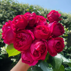 Red Eden Rose丨Your roses