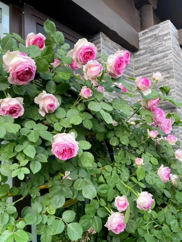 Silk Garment Rose Mantle Cloth Rose - Image 2