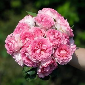Silk Garment Rose