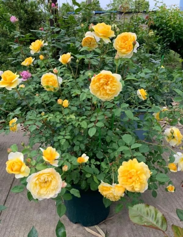 The Poet's Wife Rose height and width