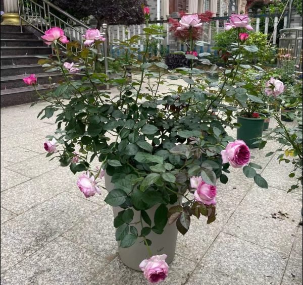 Thierry Marx Roses丨Your roses