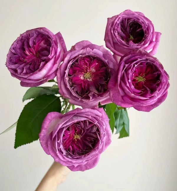 Thierry Marx Rose Plant丨Your roses