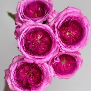 Thierry Marx Rose for sale丨Your roses