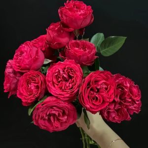 Traviata Rose-your roses