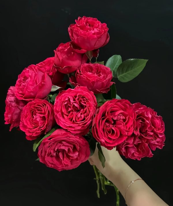 Traviata Rose-your roses