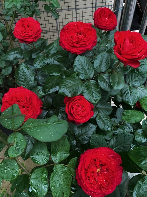 Traviata Rose-your roses