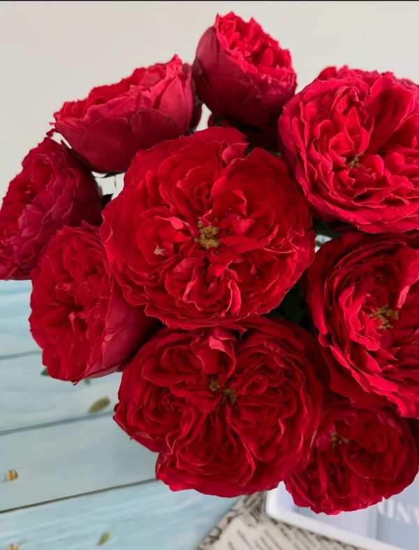 Traviata Rose-your roses