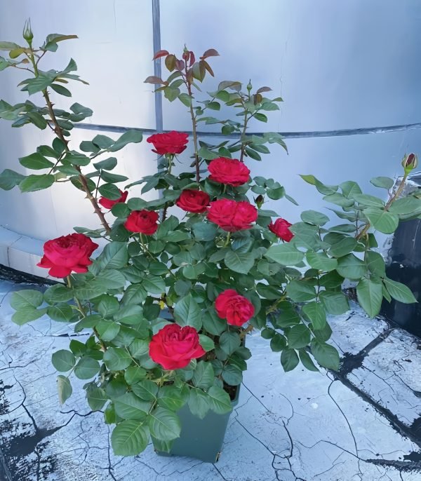 Traviata Rose-your roses