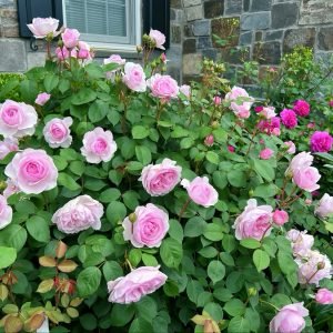 Olivia Rose Austin care