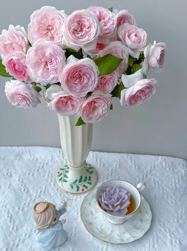Buy Olivia Rose Austin