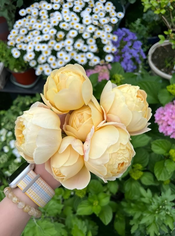 rose goldie