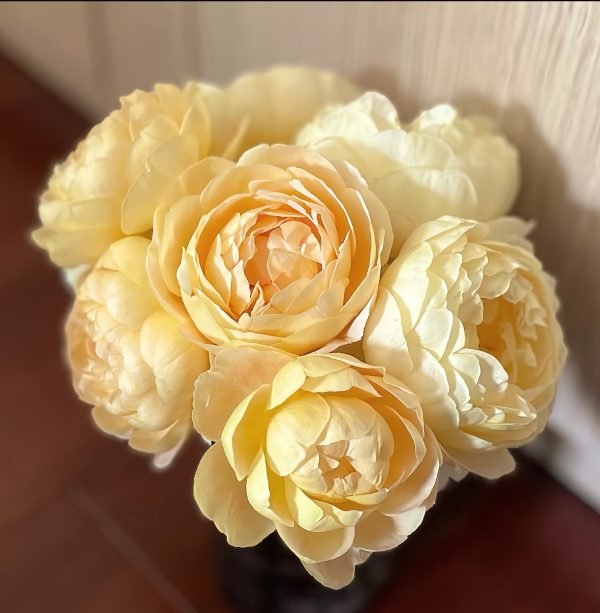 goldie rose