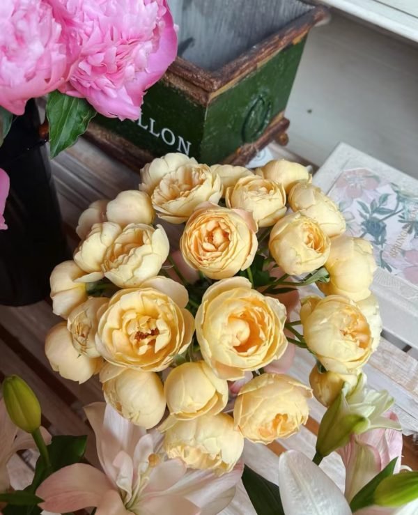 goldie roses