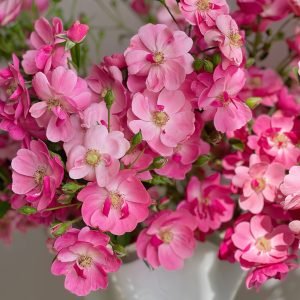 Angela Rose-your roses