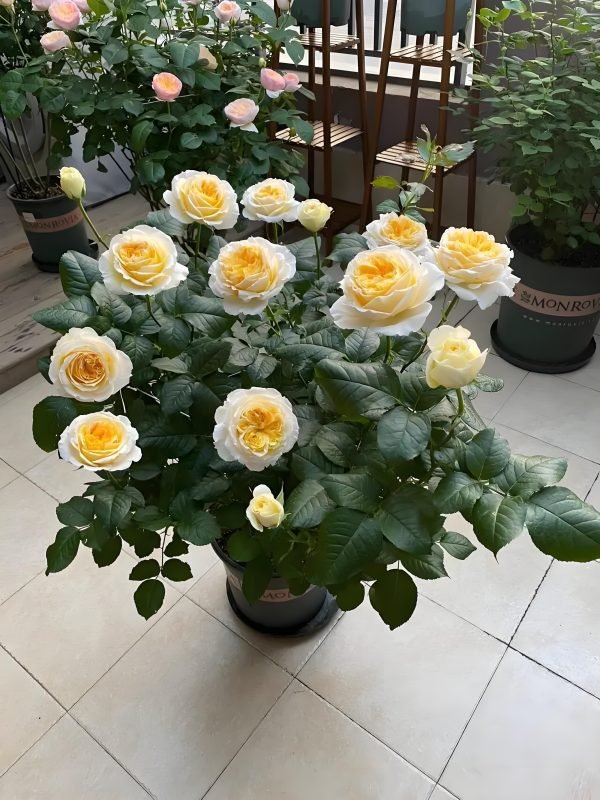 Beatrice Rose Plant for sale丨Your roses