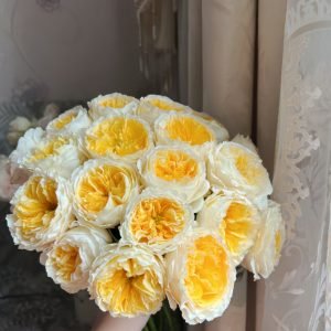 Beatrice Rose丨Your roses