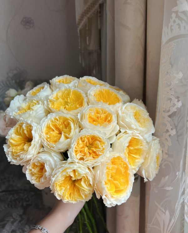Beatrice Rose丨Your roses