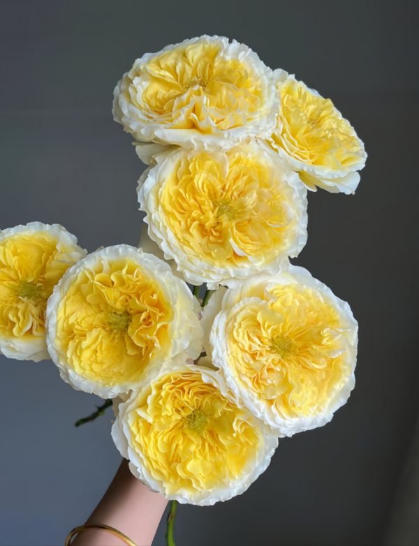 Beatrice Rose Plant丨Your roses