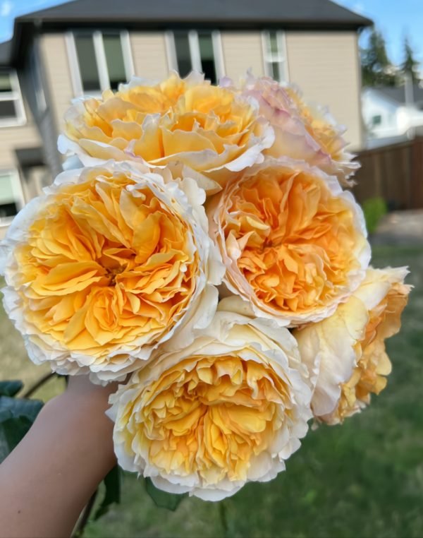 Beatrice Rose for sale丨Your roses