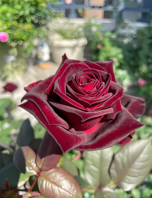 black baccara rose bush